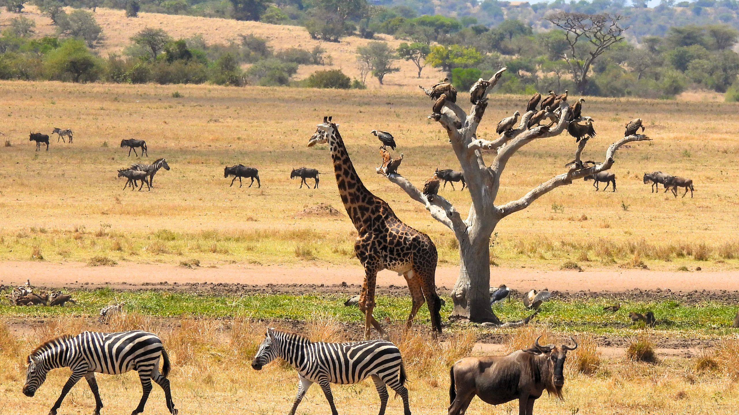 A herd of zebra, wildebeest, and giraffe gathered on the Maasai Mara plains, Kenya.
