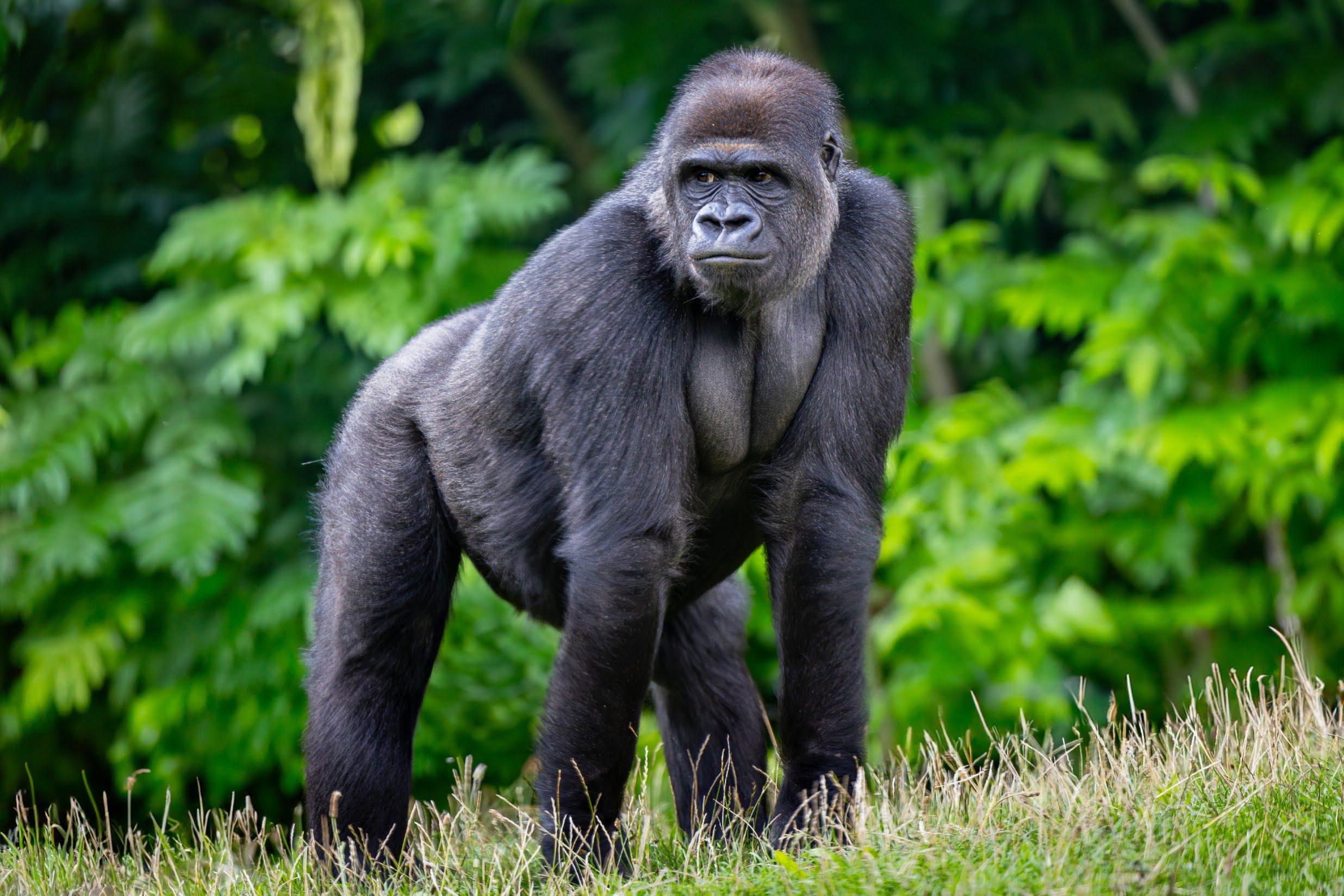 Mountain gorilla in the volcanoes of Rwanda.