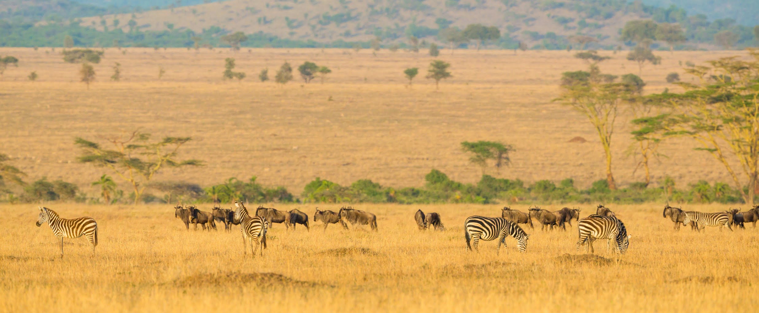 Zebra and wildebeest crossing the Serengeti plains at golden hour, Tanzania.