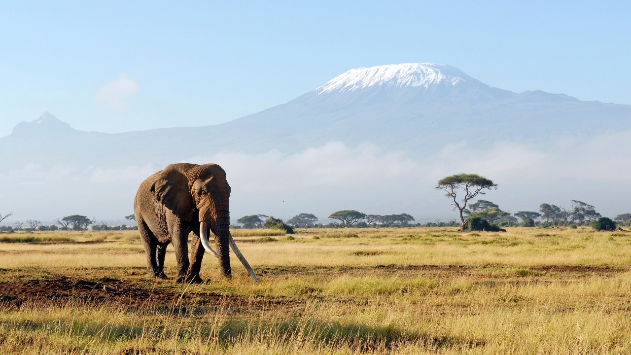 Elephant in a savanna with a mountain in the background