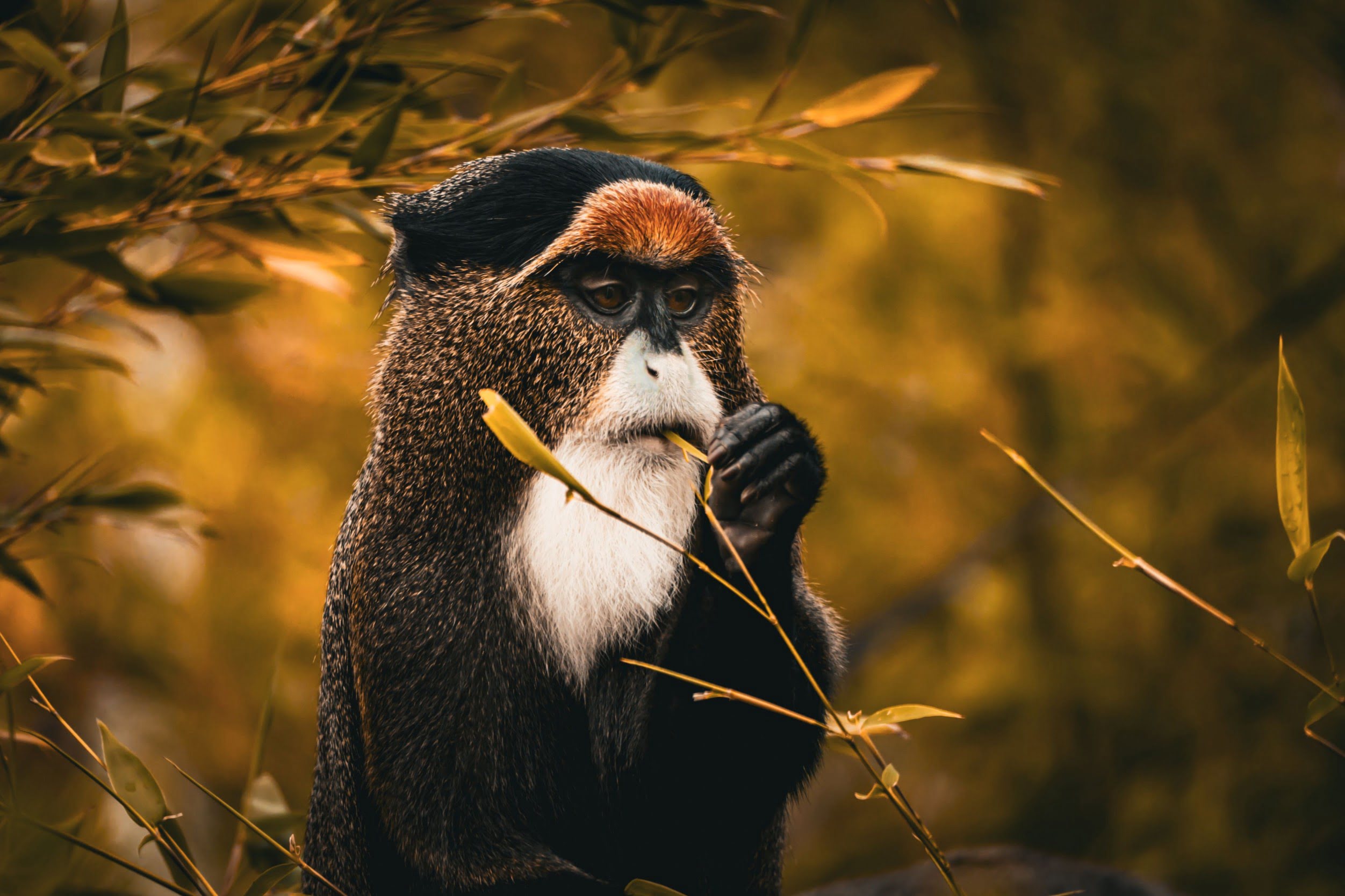 Golden Monkey Trekking