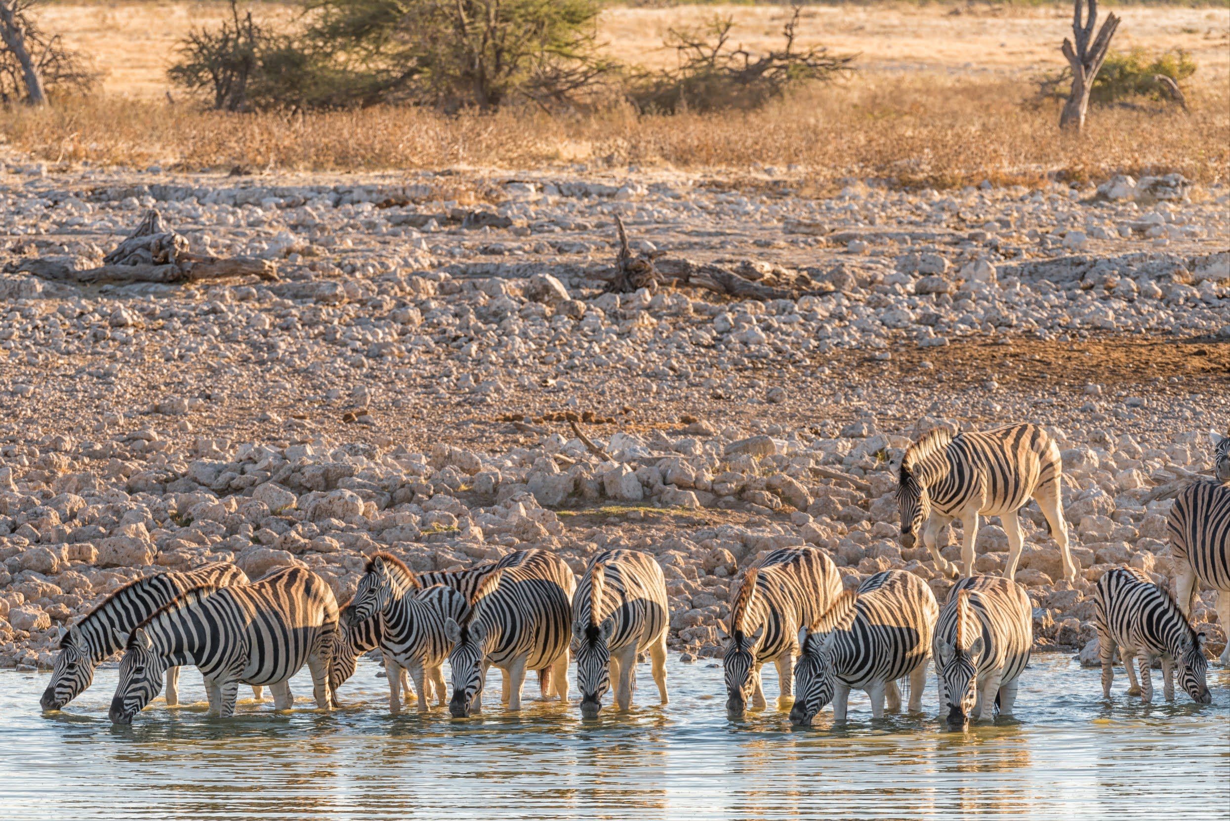 Etosha National Park
