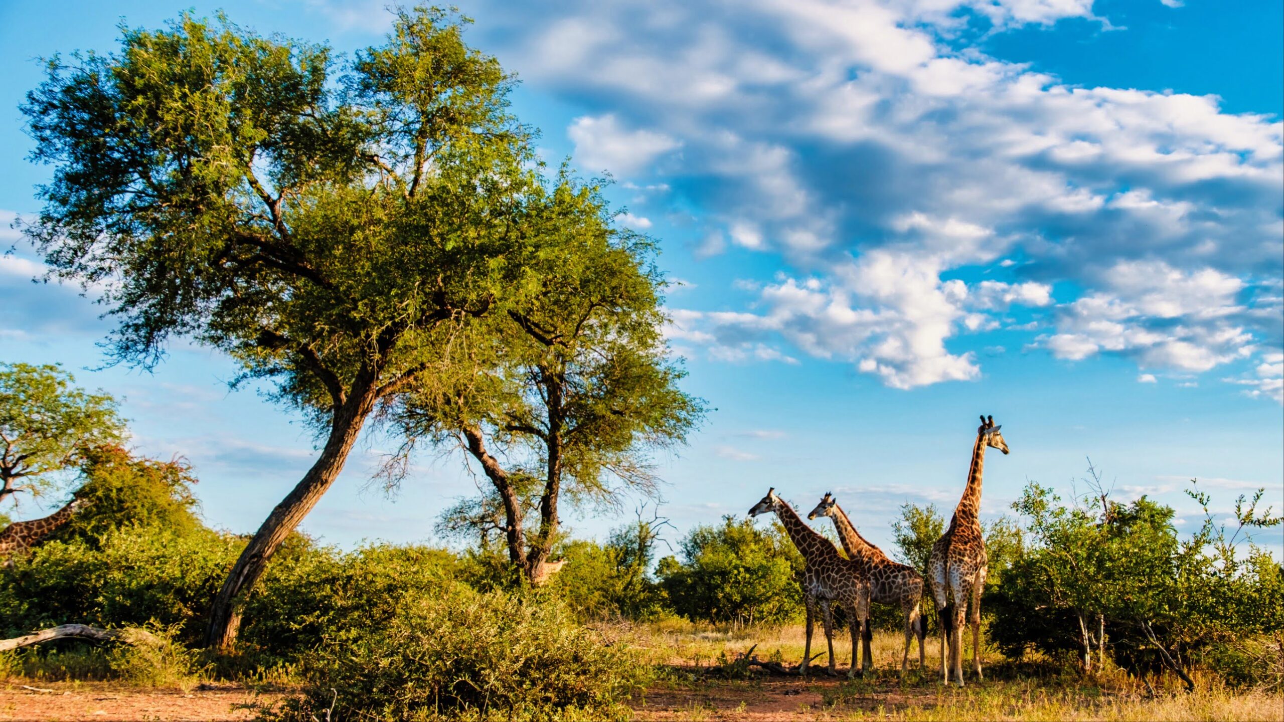 Zebra with Birds