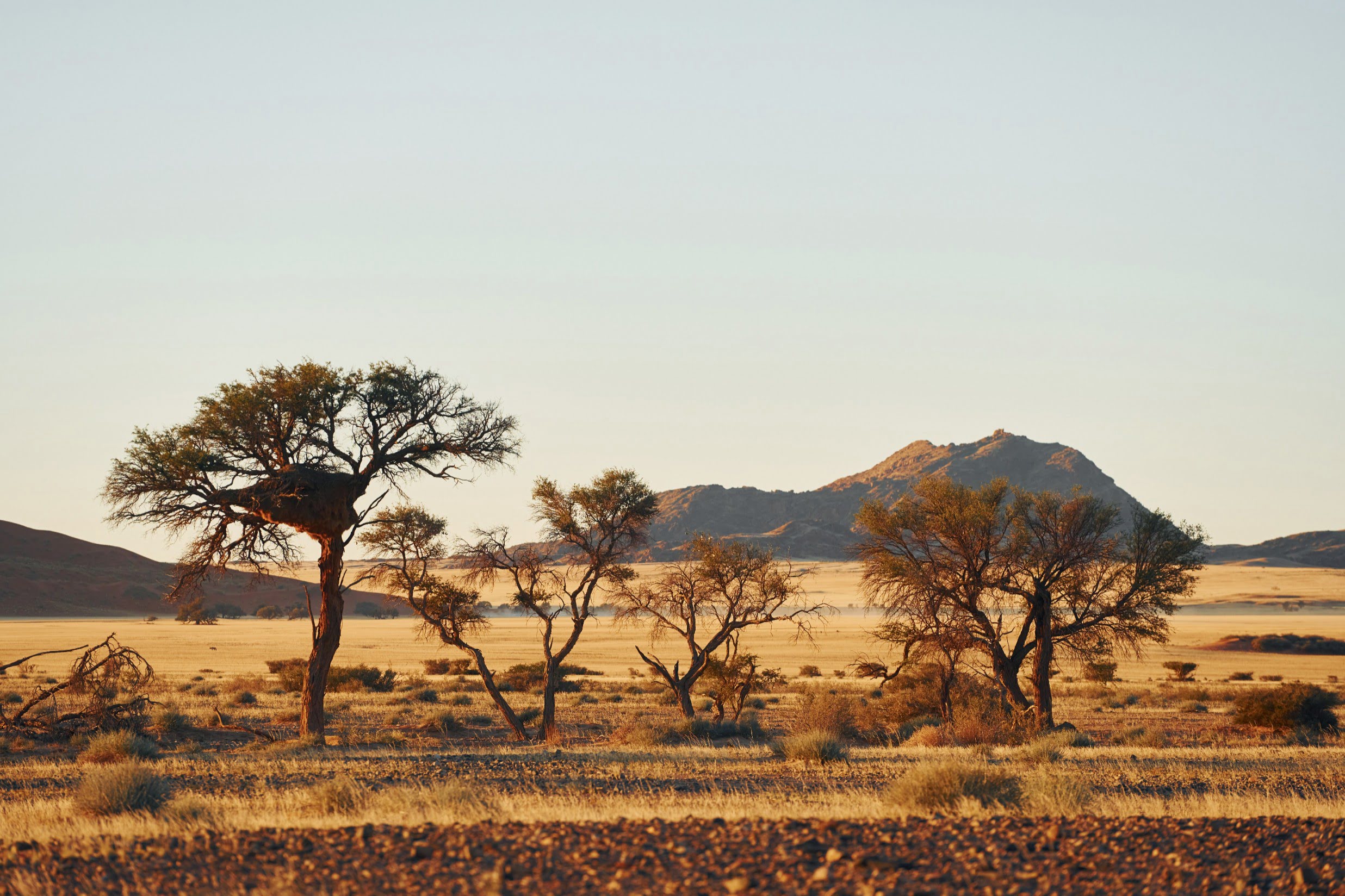 Tswalu & The Kalahari