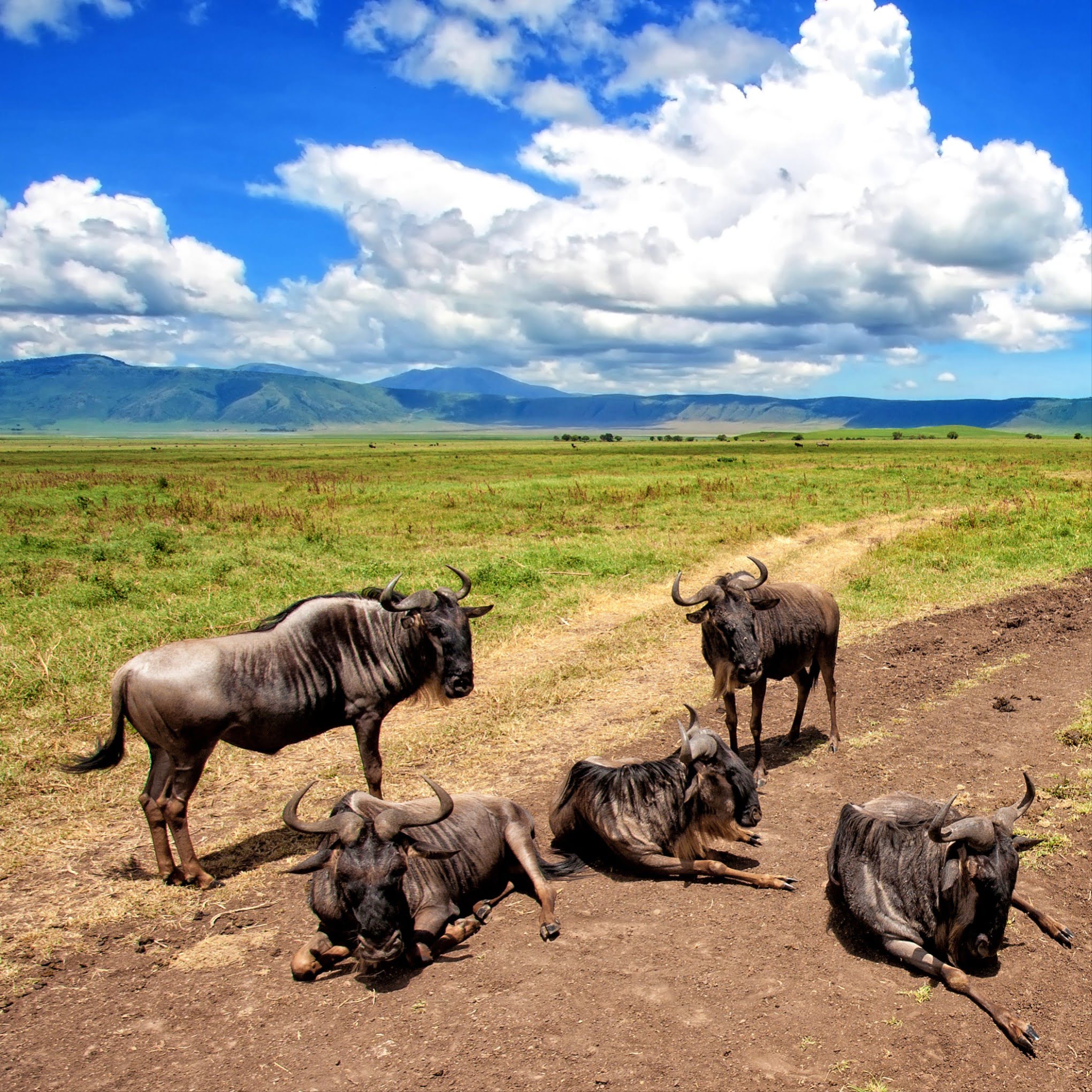 Ngorongoro Crater & Conservation Area