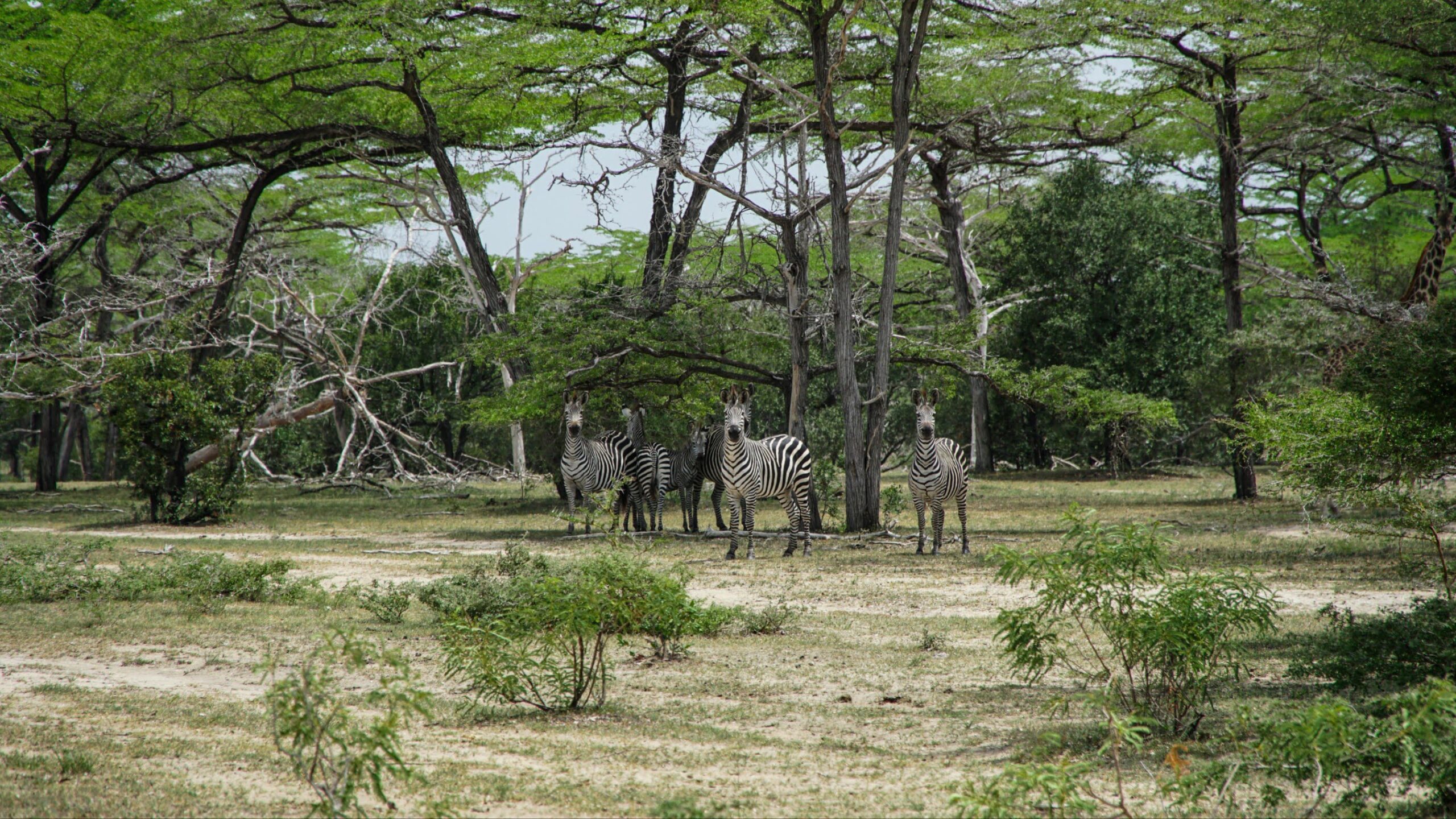 Nyerere National Park (formerly Selous)