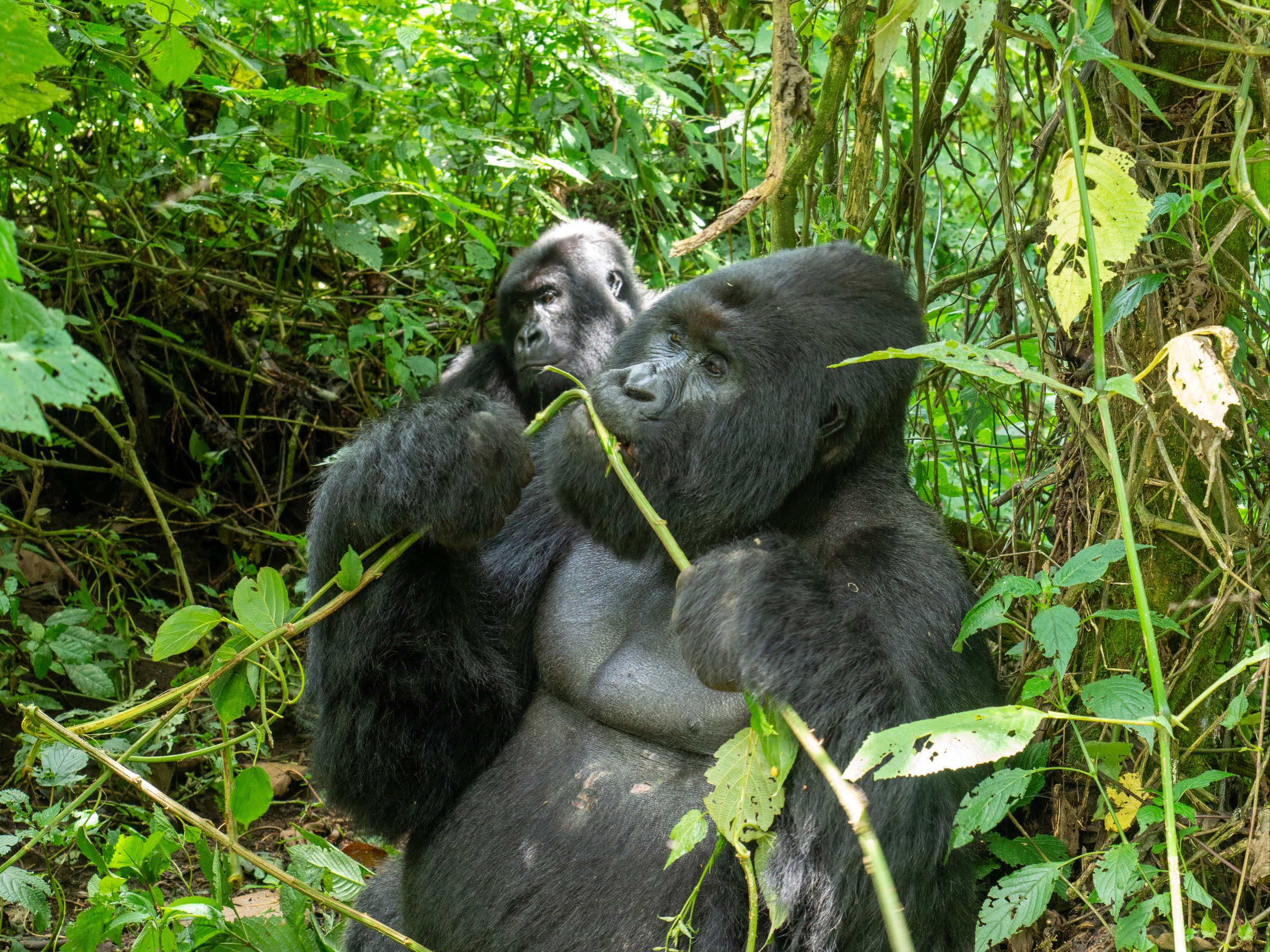 Bwindi Impenetrable Forest National Park