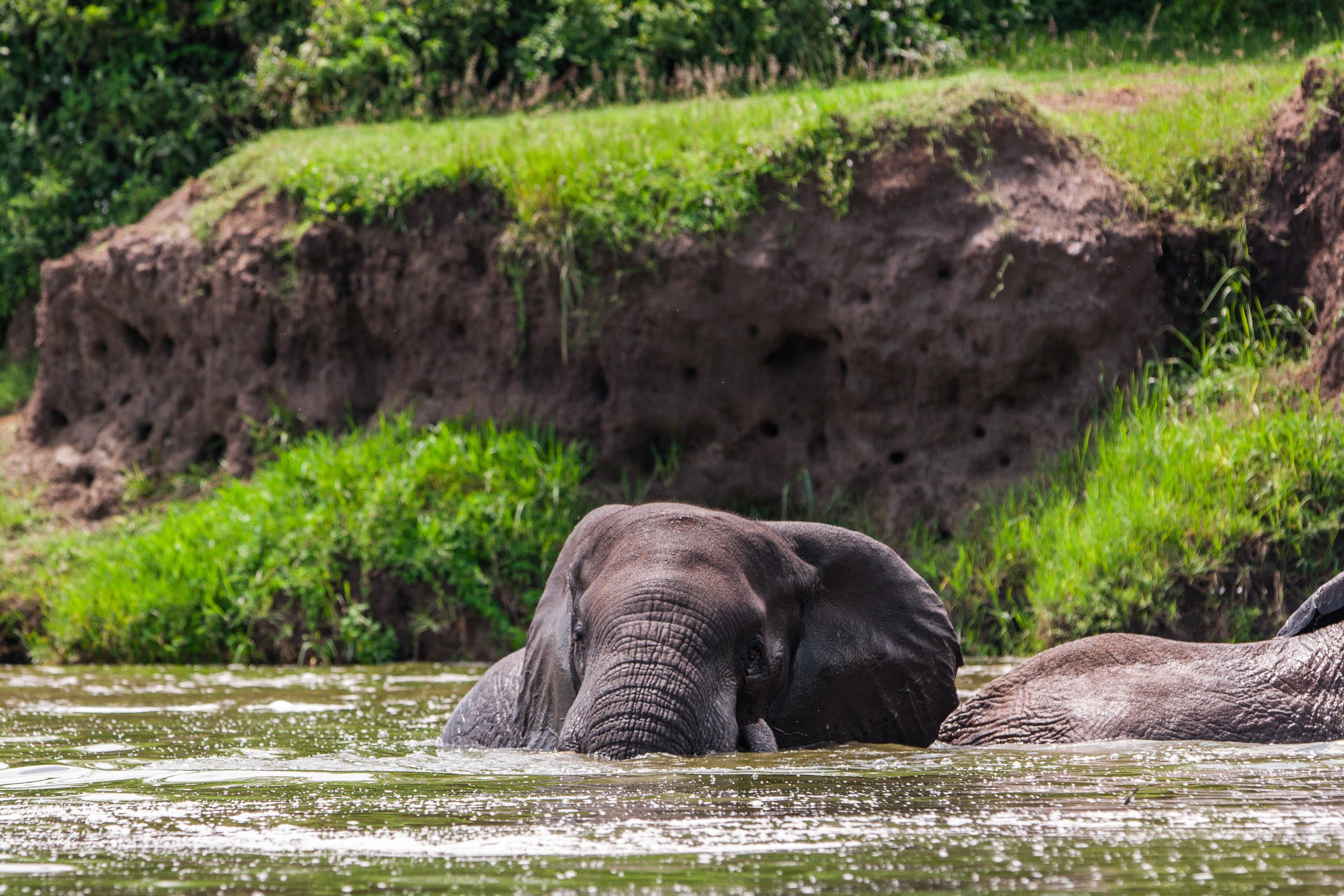 Queen Elizabeth National Park