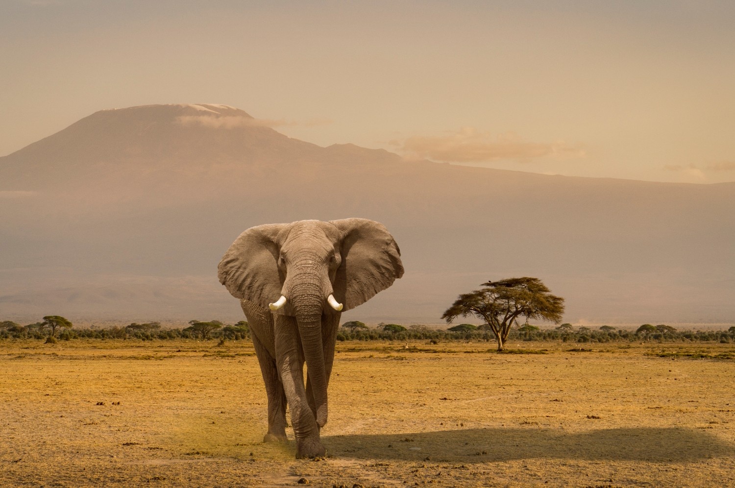 Amboseli National Park