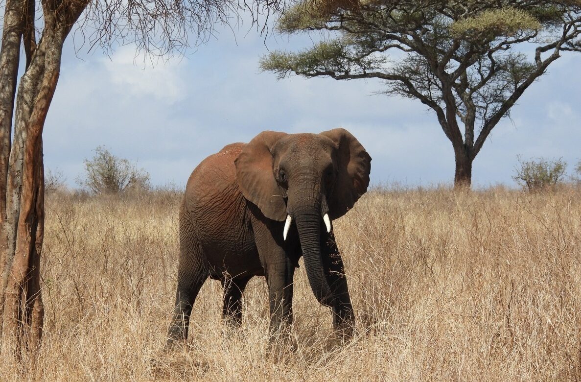 Elephant in a savanna with a mountain in the background