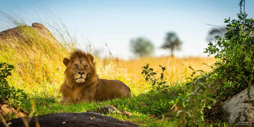 Arica Wild Safaris