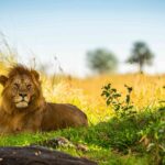 Arica Wild Safaris